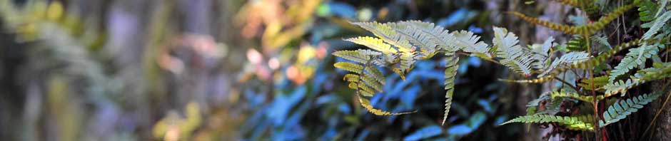 MUDr. Karel Strachoň